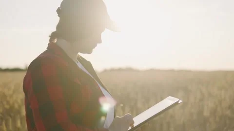An agricultural worker with a tablet in a wheat field at sunset records data Stock Footage 253317547