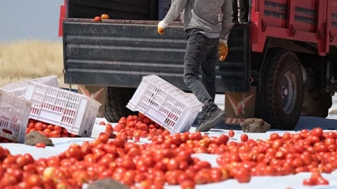 Agricultural Worker Unloading Tomatoes in the Field for Cutting and Drying, June Video stock 336610021