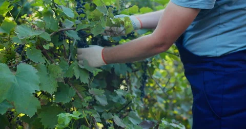 Agricultural worker working in vineyard, handpicking grapes for wine production Stock Footage 330935861