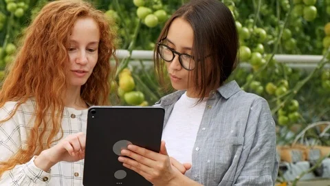 Agricultural Workers Checking Tomato Plants Using Digital Tablet. Beautiful Stock Footage 116774054