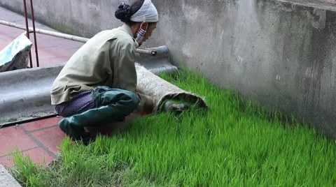 Agricultural workers in the rice fields Stock Footage 47456016