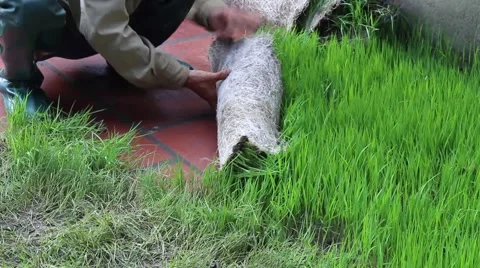 Agricultural workers in the rice fields Stock Footage 47456615