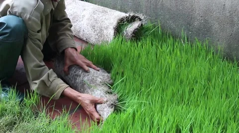 Agricultural workers in the rice fields Stock Footage 47456910
