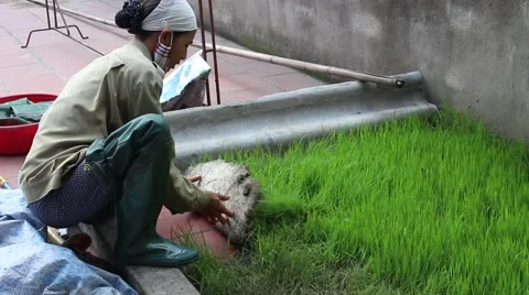 Agricultural workers in the rice fields Stock Footage 47457261