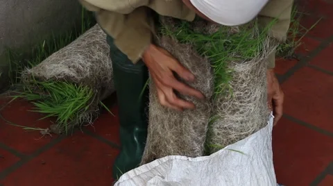 Agricultural workers in the rice fields Stock Footage 47457314