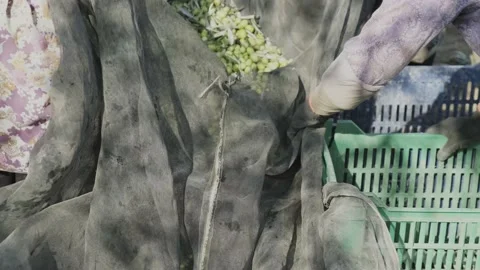 Agricultural workers stuffing the green olives collected from the olive tree int Stock Footage 145973053