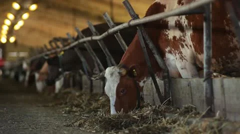 Agriculture 07 Stock Footage 18100385