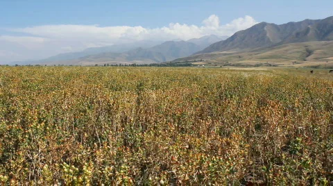 Agriculture 13 Stock Footage 854409