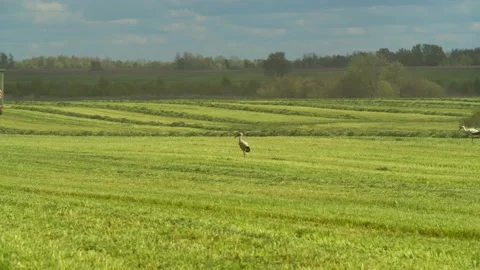 Agriculture 2 Video stock 135943018