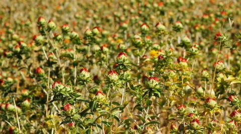 Agriculture 3 Stock Footage 854380