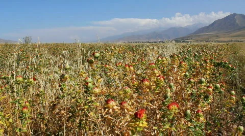 Agriculture 5 스톡 동영상 854387