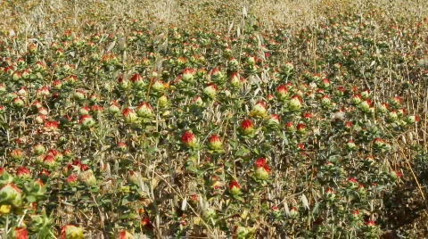Agriculture 8 Stock Footage 854385