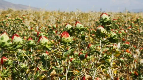 Agriculture 9 Stock Footage 854382