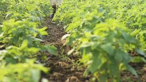 Agriculture activity 스톡 동영상 79668910