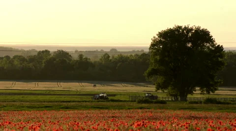 Agriculture activity in sunset Stock Footage 50532572