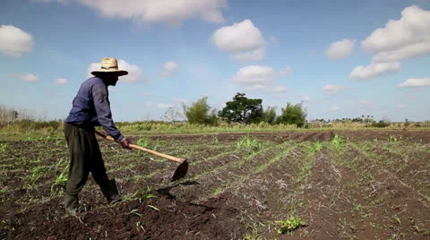 Agriculture and men working in the fields, black peasant at work in farm Video stock 22780023