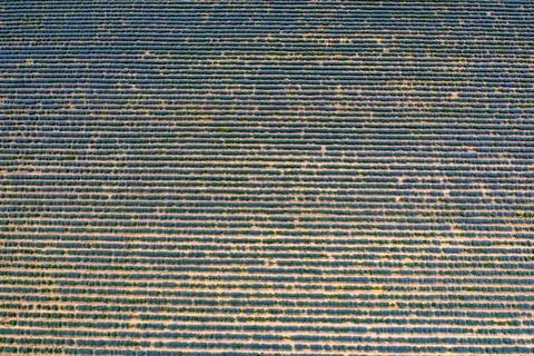 Agriculture background Stock Photos