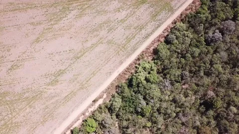 Agriculture in Brazil. Land split between plantation and forest. Stock Footage 168435981