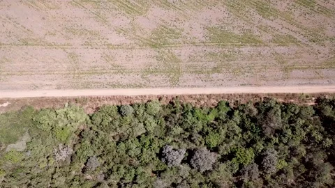 Agriculture in Brazil. Land split between plantation and forest. Stock Footage 168436007