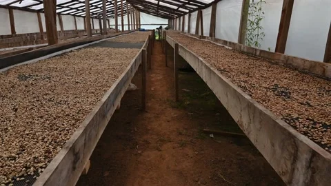 Agriculture caffeine harvest during process of drying green beans of coffe. Stock Footage 171835274