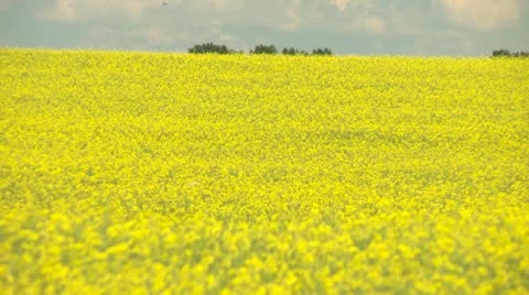 Agriculture, canola crops long shot Stock Footage
