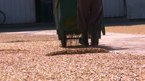 Agriculture, coffee beens poured on concrete drying slab Stock Footage