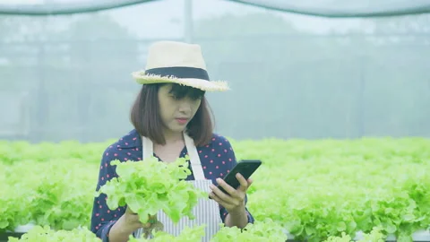 Agriculture concept of 4k Resolution. A worker is checking the growth of vege Stock Footage 170728483