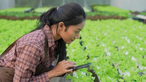 Agriculture concept of 4k Resolution. A worker is checking the growth of vege Stock Footage 171834050