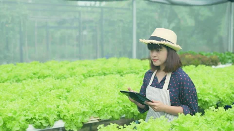 Agriculture concept of 4k Resolution. A worker is checking the growth of vege Stock Footage 182570146