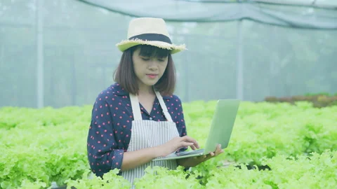 Agriculture concept of 4k Resolution. A worker is checking the growth of vege Stock Footage 196624379