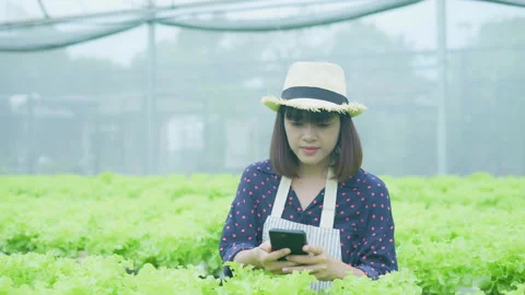 Agriculture concept of 4k Resolution. A worker is checking the growth of vege Stock Footage 198577941