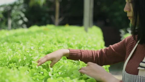 Agriculture concept of 4k Resolution. A worker is checking the growth of vege Stock Footage 209568935