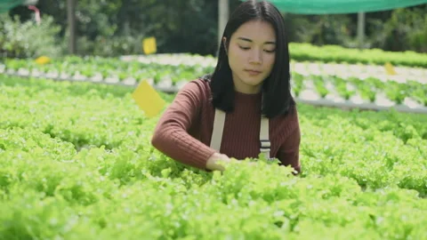 Agriculture concept of 4k Resolution. A worker is checking the growth of vege Stock Footage 213475716