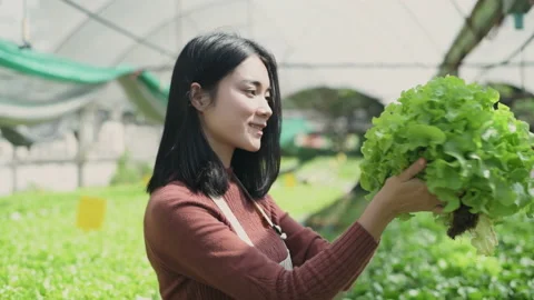 Agriculture concept of 4k Resolution. A worker is checking the growth of vege Stock Footage 221775679