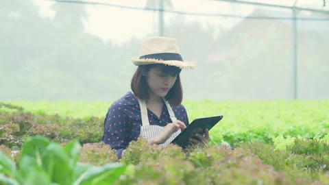 Agriculture concept of 4k Resolution. A worker is checking the growth of ve.. Stock Footage 237635859