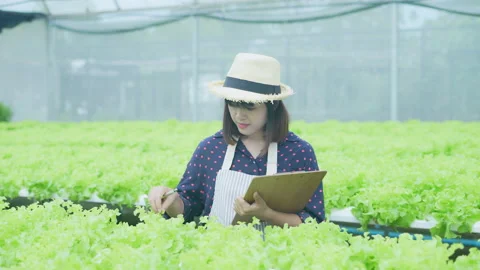 Agriculture concept of 4k Resolution. Workers are taking notes on the growth  Stock Footage 219888607