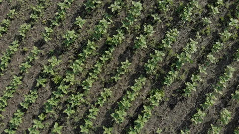 Agriculture concept. The camera takes off up a node with a field with even rows Stock Footage 116385967