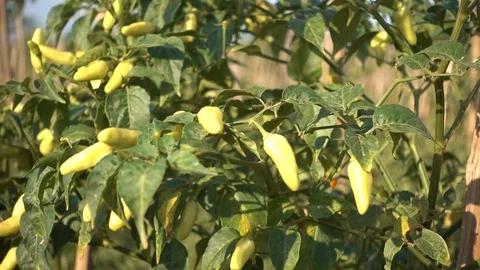 Agriculture concept. chilli plants in the fields Stock Footage 115880589