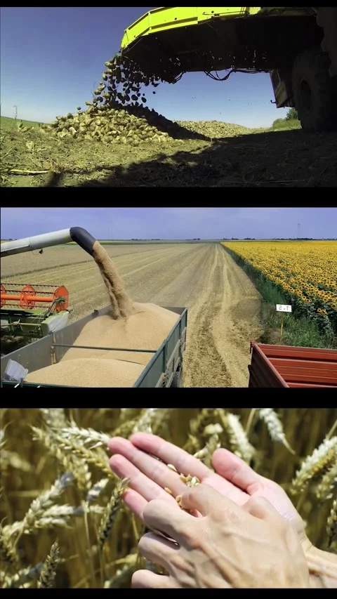 Agriculture - Conceptual Split Screen Video Stock Footage 290228321