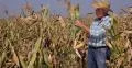 Agriculture Corn Crop Field Work Lunch Time Starved Farmer Man Eating Sandwich 4k or 4k+ Resolution