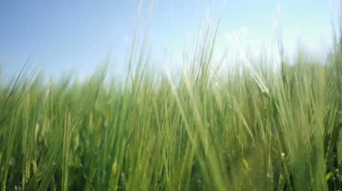 Agriculture corn field Stock Footage 24995858