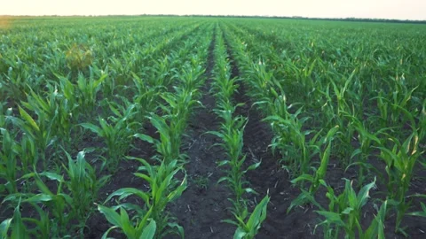 Agriculture. Corn field at sunset. Corn farm. Green maize plantation 库存影片 164479474