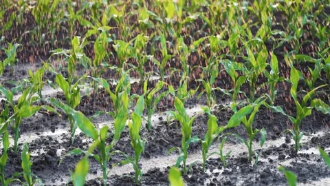 Agriculture. Corn field in water. Watering green plantation. Irrigation system Stock Footage 269006053