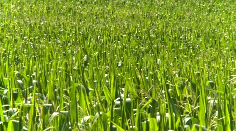 Agriculture, corn field, zoom reveal Stock Footage
