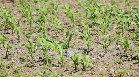 Agriculture: Corn fields -  young corn plants waving on wind Stock Footage 35916025
