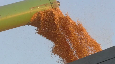 Agriculture corn harvest, crop pouring Stock Footage