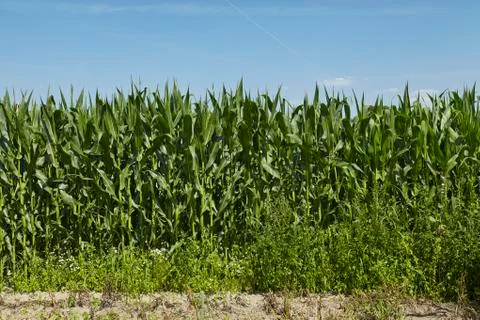 Agriculture - corn Stock Photos