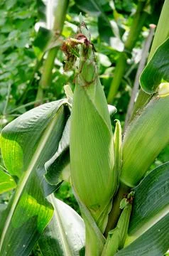 Agriculture corn Stock Photos