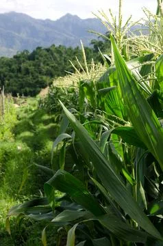 Agriculture corn Stock Photos