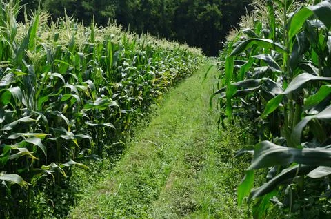 Agriculture corn Stock Photos